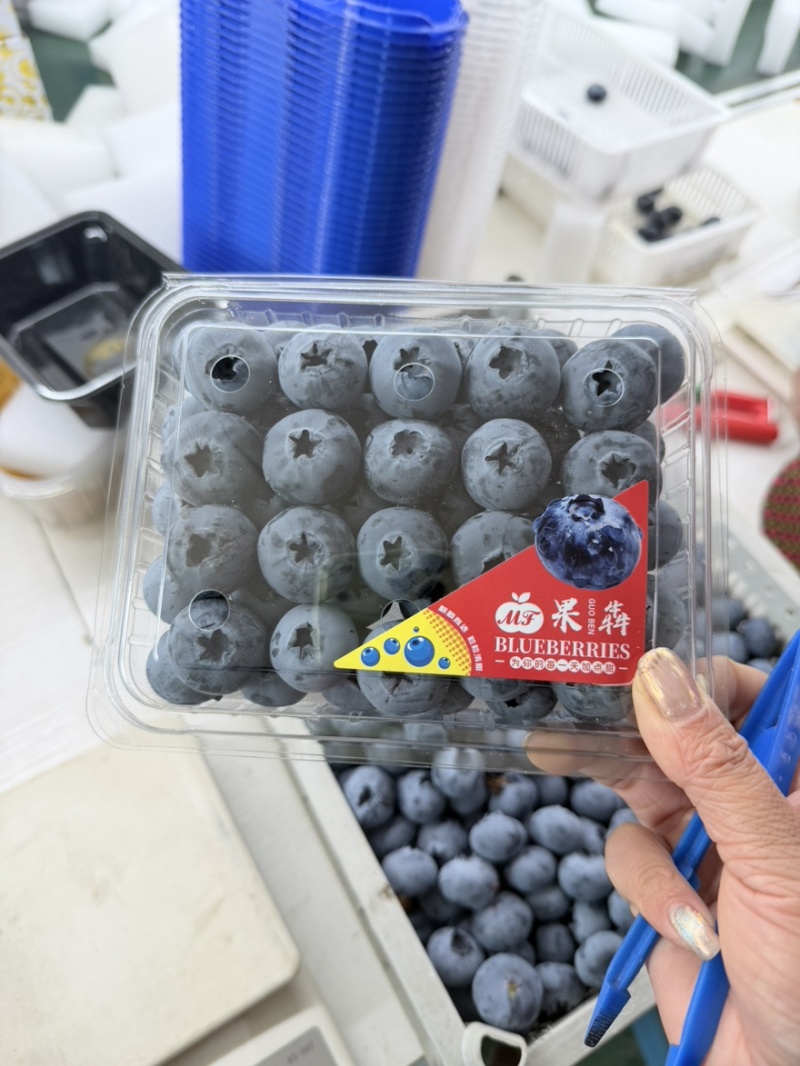 丹东蓝莓L11扁盒八合一产地直发价格美丽欢迎选购