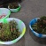 贵州高山野生蕨苔
