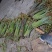 贵州高山野生蕨苔
