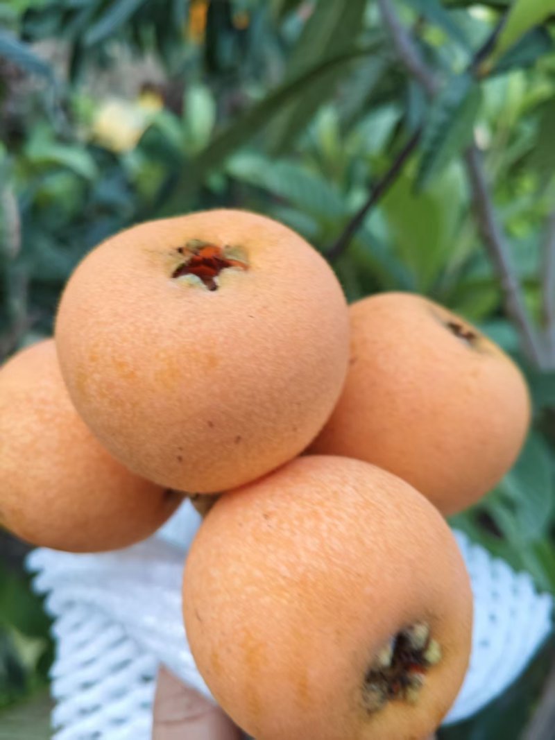 枇杷