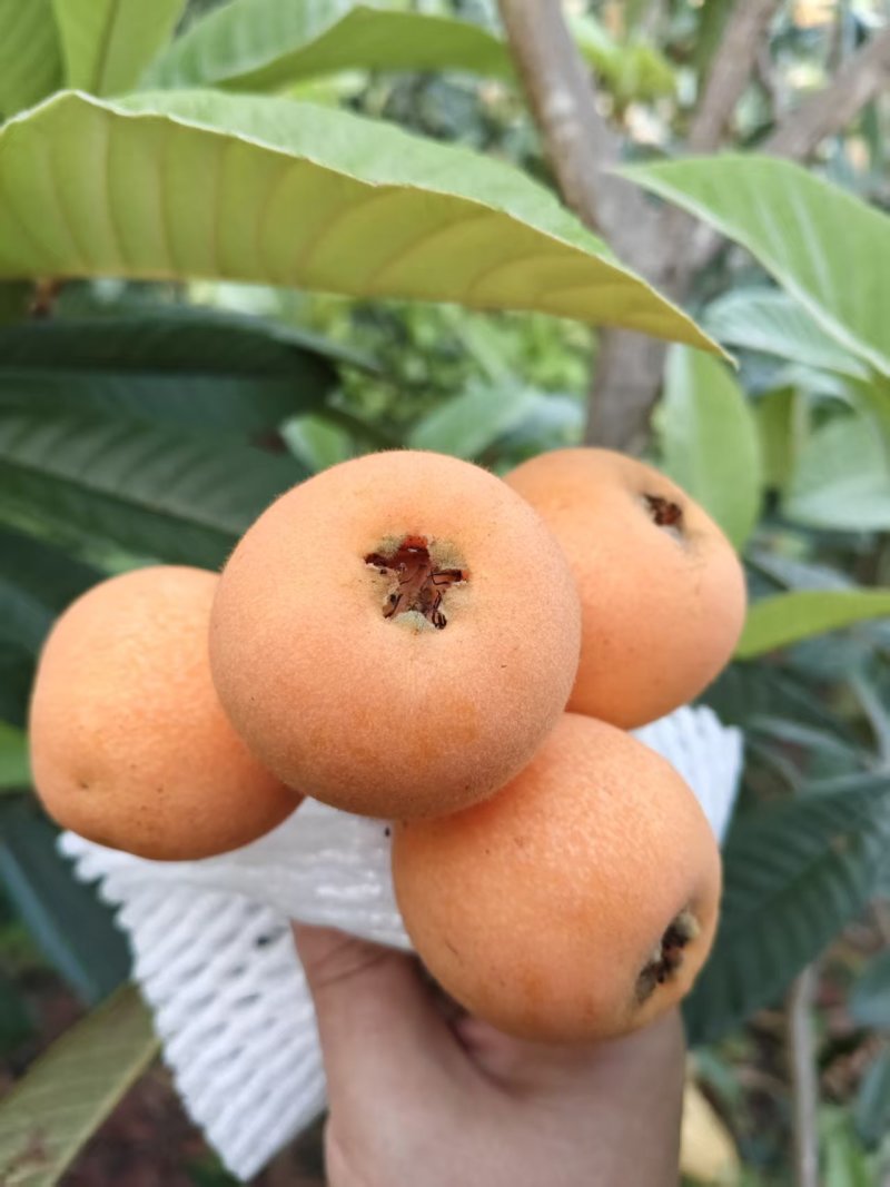枇杷