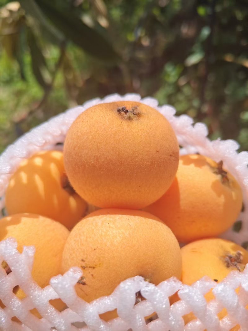 枇杷