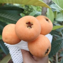 枇杷