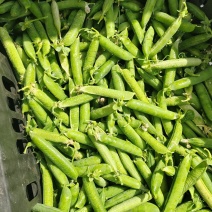 贵州长寿仁豌豆大量上市生长环境好品质上乘承接市场