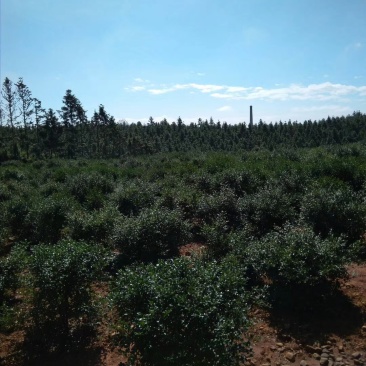 山茶油