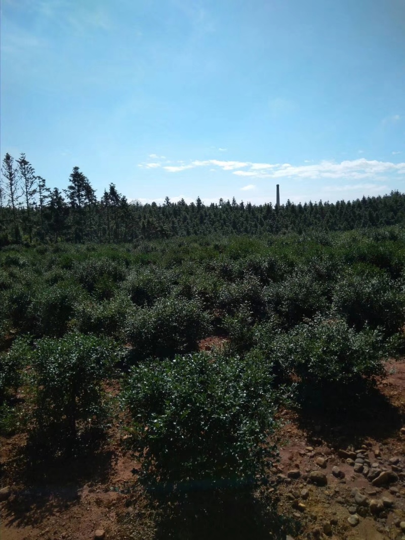 山茶油