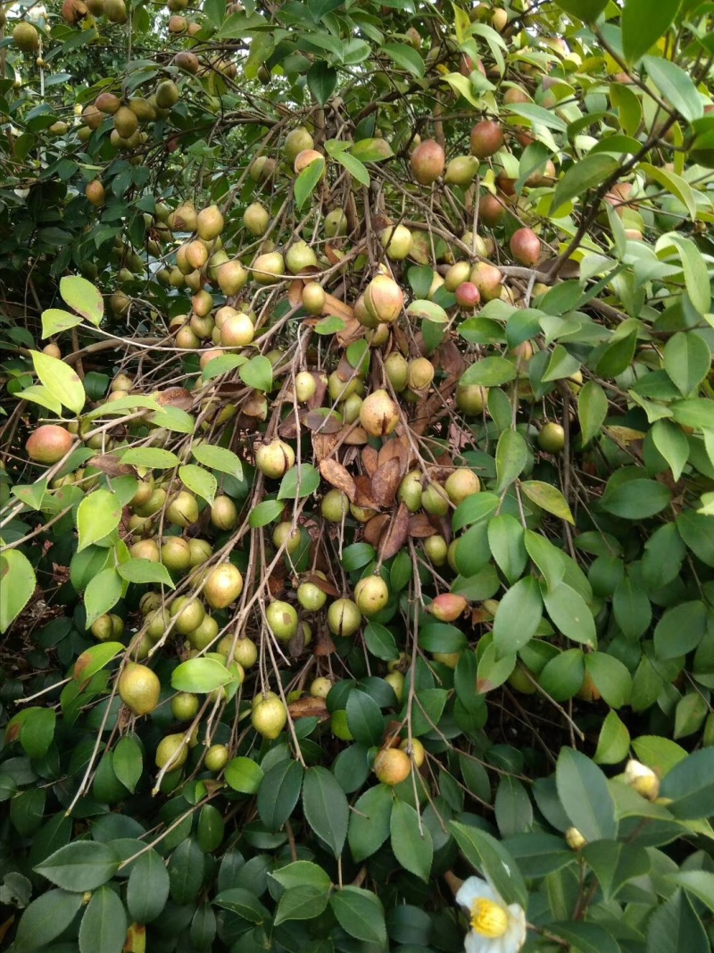 山茶油