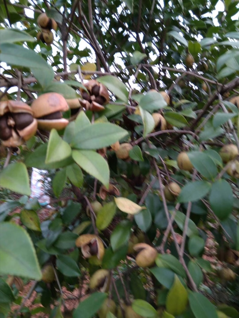 山茶油