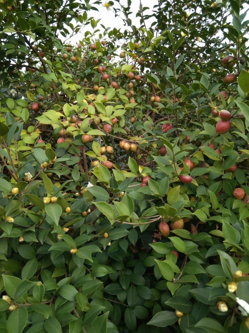 山茶油