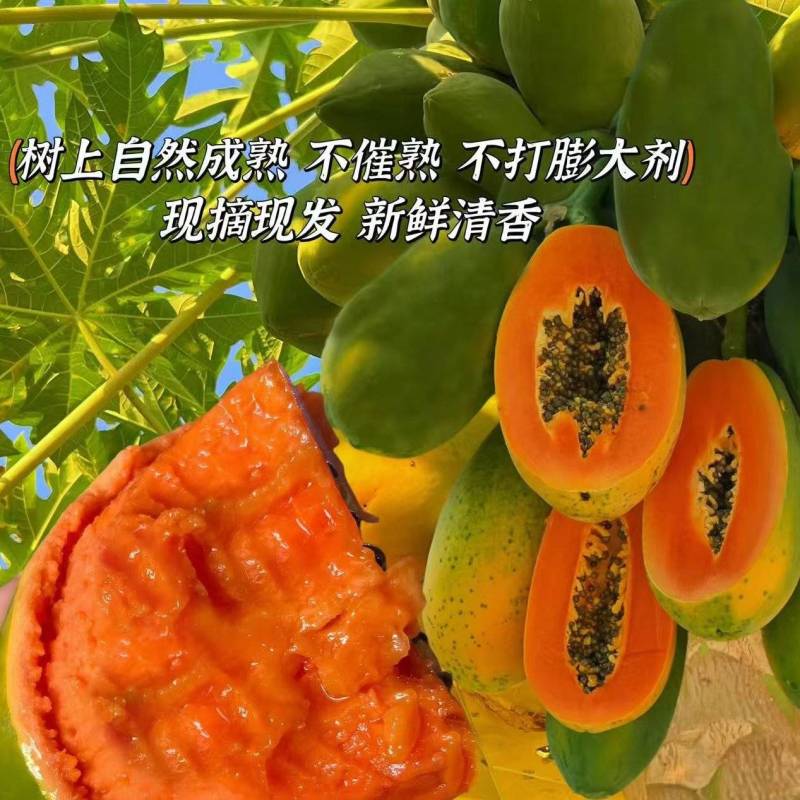 海南红心木瓜货源充足全国发货对接批发商可视频看货
