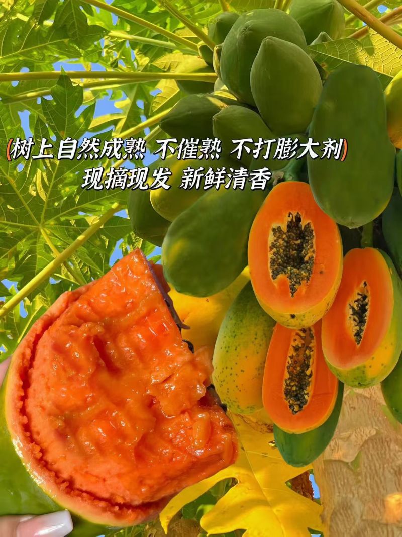 海南红心木瓜货源充足全国发货对接批发商可视频看货