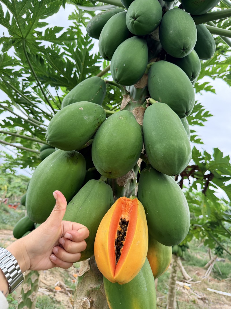 海南红心木瓜货源充足全国发货对接批发商可视频看货