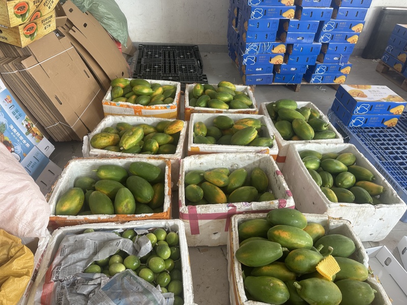 海南红心木瓜货源充足全国发货对接批发商可视频看货