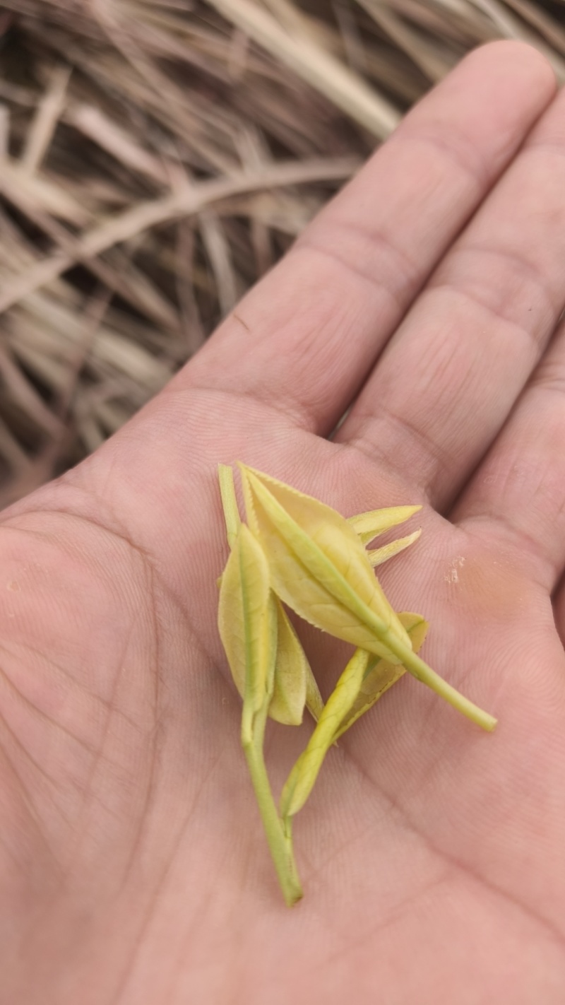 奶白茶，手工奶白红茶