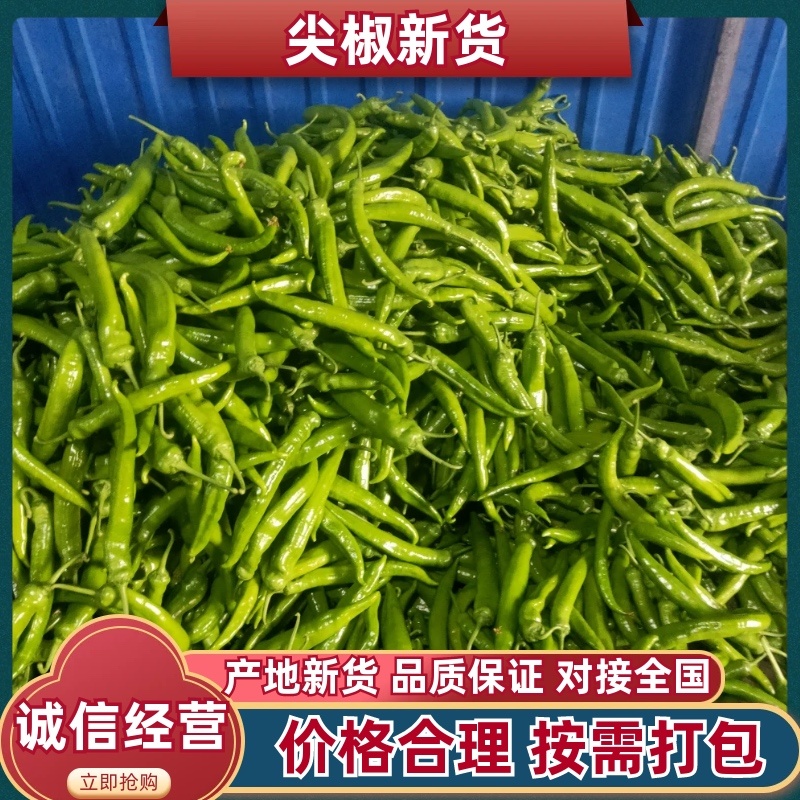 山东青州尖椒大量上市一手货源价格美丽品质保证