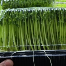 活体豌豆苗