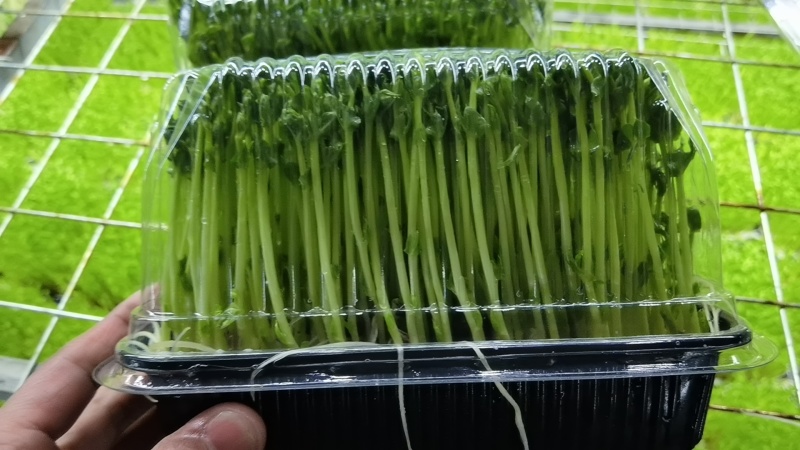活体豌豆苗