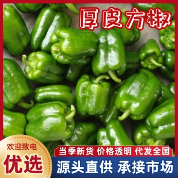 潍坊青州厚皮方椒方椒产地直发品质好可视频看货