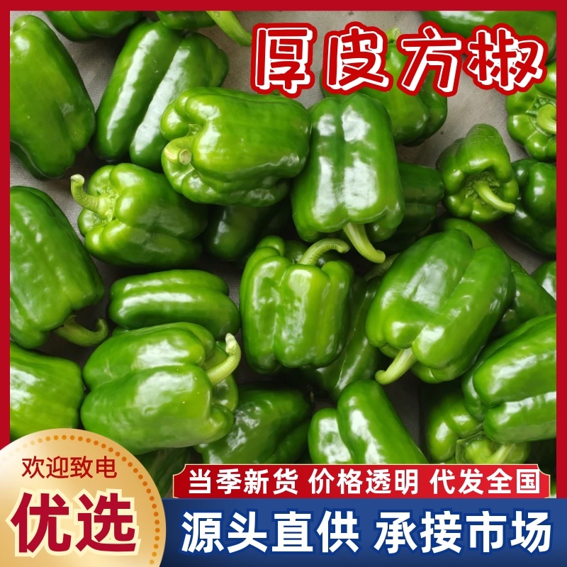 潍坊青州厚皮方椒方椒产地直发品质好可视频看货