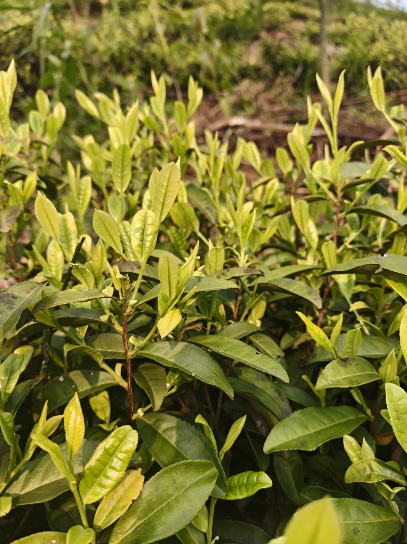 奶白茶，手工奶白红茶