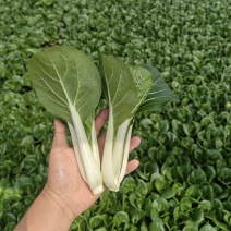 黑叶白菜，黑叶小白菜，黑叶奶白菜