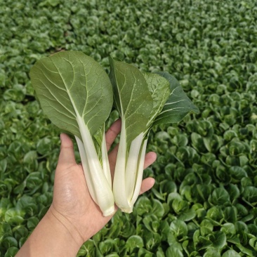 黑叶白菜，黑叶小白菜，黑叶奶白菜