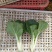 黑叶白菜，黑叶小白菜，黑叶奶白菜