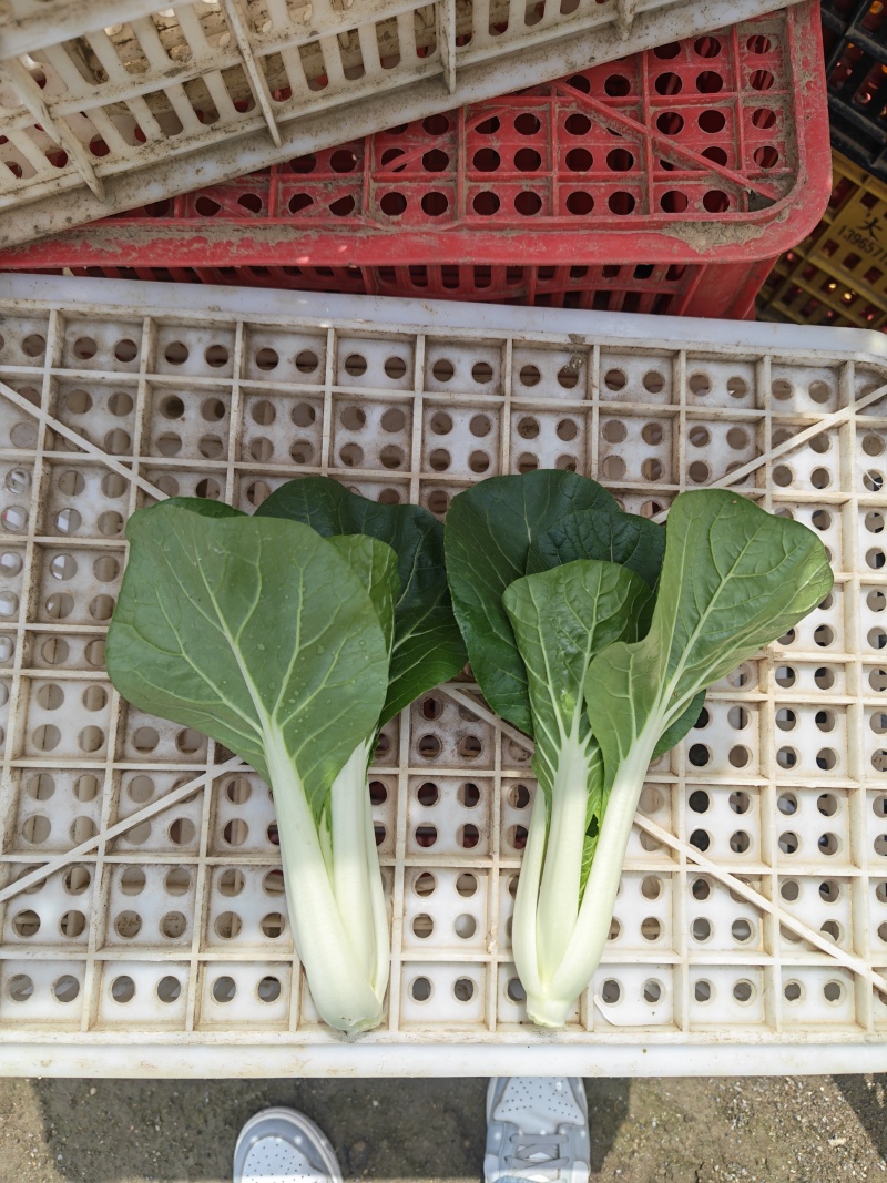 黑叶白菜，黑叶小白菜，黑叶奶白菜