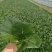 黑叶白菜，黑叶小白菜，黑叶奶白菜