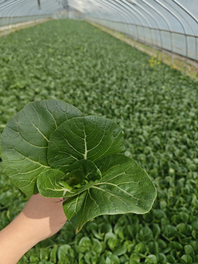 黑叶白菜，黑叶小白菜，黑叶奶白菜
