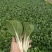 黑叶白菜，黑叶小白菜，黑叶奶白菜