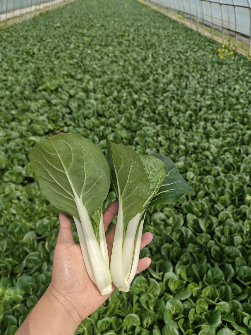 黑叶白菜，黑叶小白菜，黑叶奶白菜