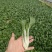 黑叶白菜，黑叶小白菜，黑叶奶白菜