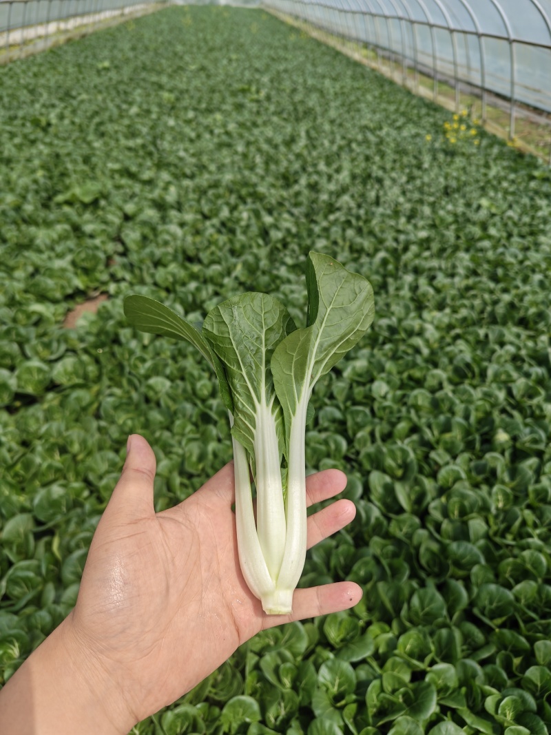 黑叶白菜，黑叶小白菜，黑叶奶白菜