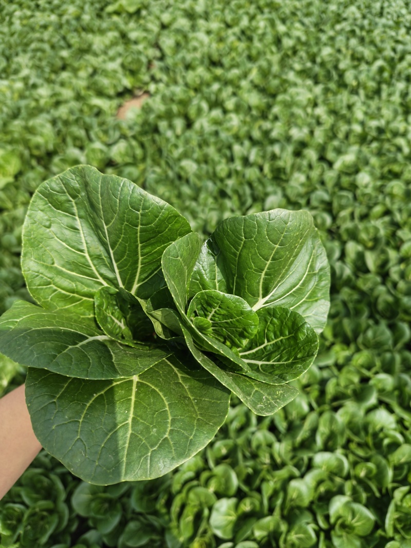 黑叶白菜，黑叶小白菜，黑叶奶白菜