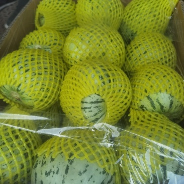 大量上市甜瓜，早甜翠，花美人，金冠，羊角蜜，博洋9等品种