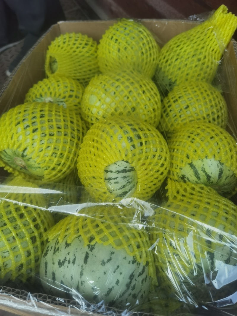大量上市甜瓜，早甜翠，花美人，金冠，羊角蜜，博洋9等品种