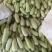 大量上市甜瓜，早甜翠，花美人，金冠，羊角蜜，博洋9等品种