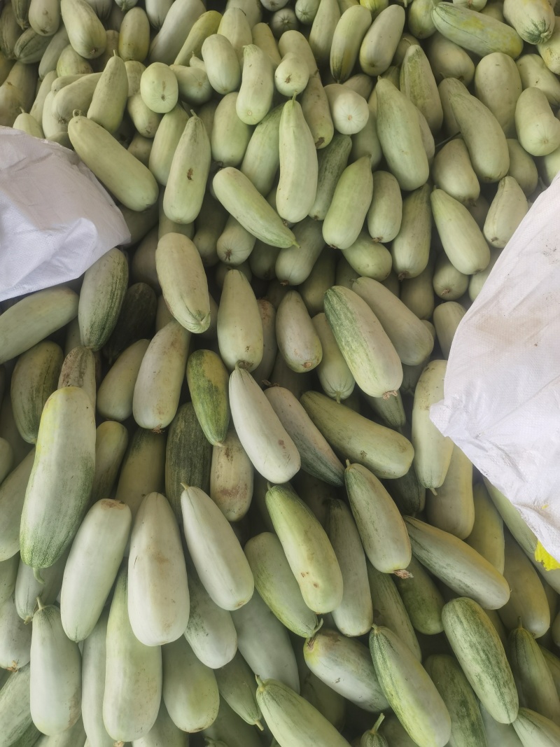 大量上市甜瓜，早甜翠，花美人，金冠，羊角蜜，博洋9等品种