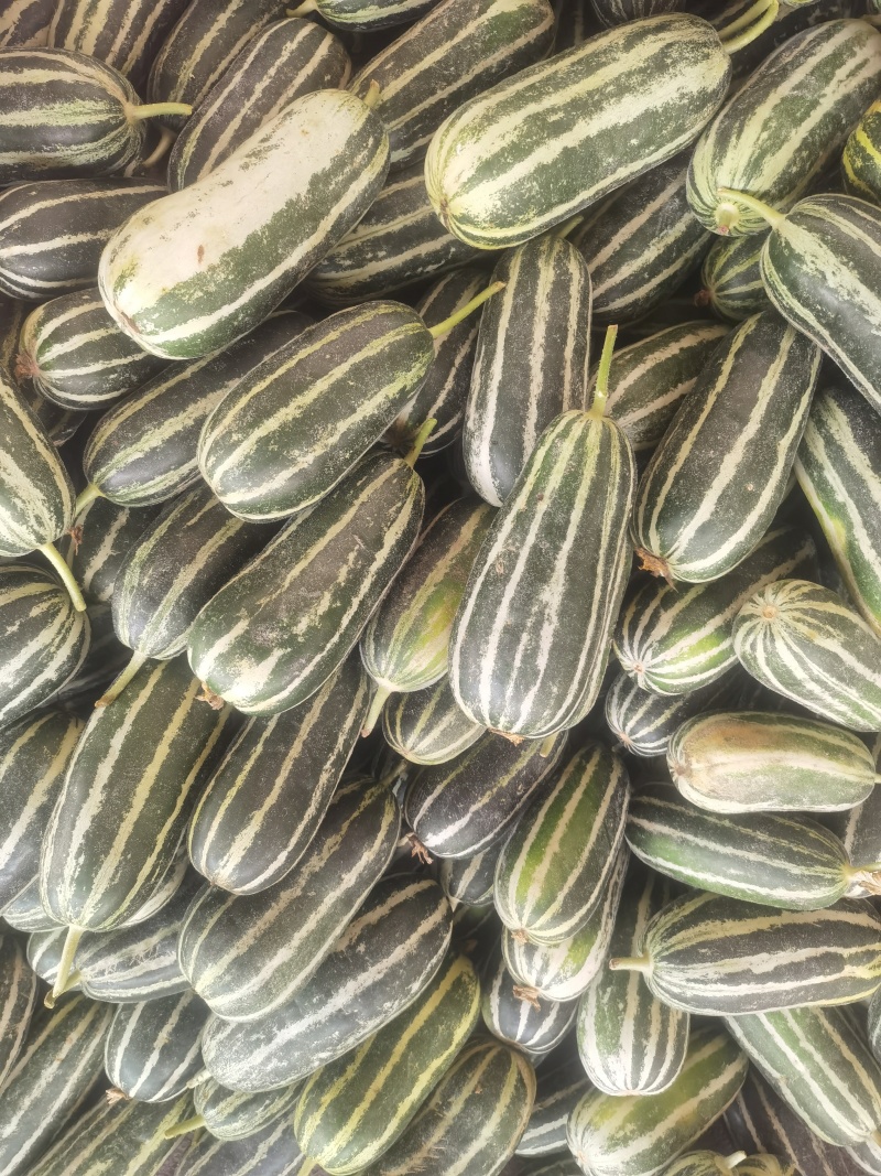 大量上市甜瓜，早甜翠，花美人，金冠，羊角蜜，博洋9等品种