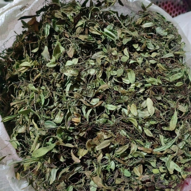 天然抱石莲石瓜子抱树莲飞连草瓜子金石络藤瓜子藤金龟藤
