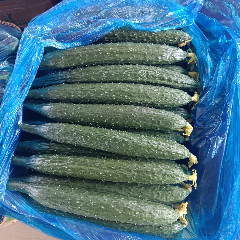 推荐密刺黄瓜万亩大棚精品黄瓜基地直发
