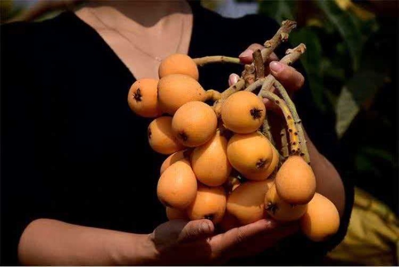 云南自家种植二十年老树枇杷一件代发