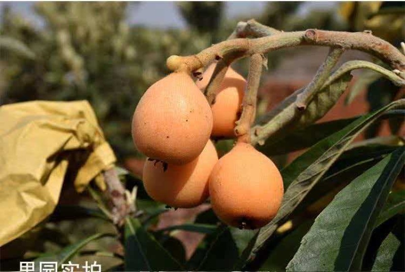 云南自家种植二十年老树枇杷一件代发