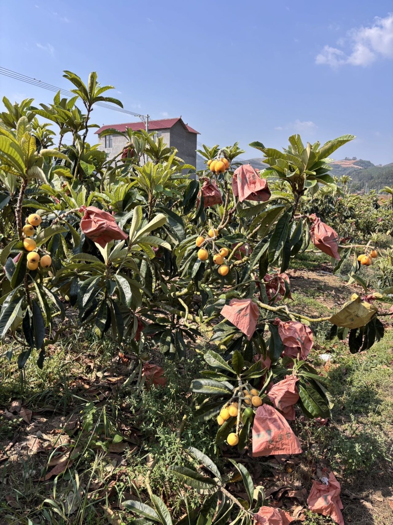 云南自家种植二十年老树枇杷一件代发