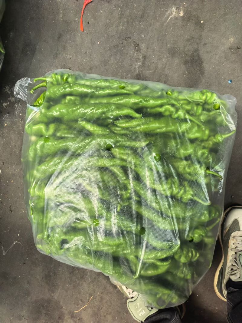 螺丝椒大量上市，面对全国各大小客商，需要电联详谈