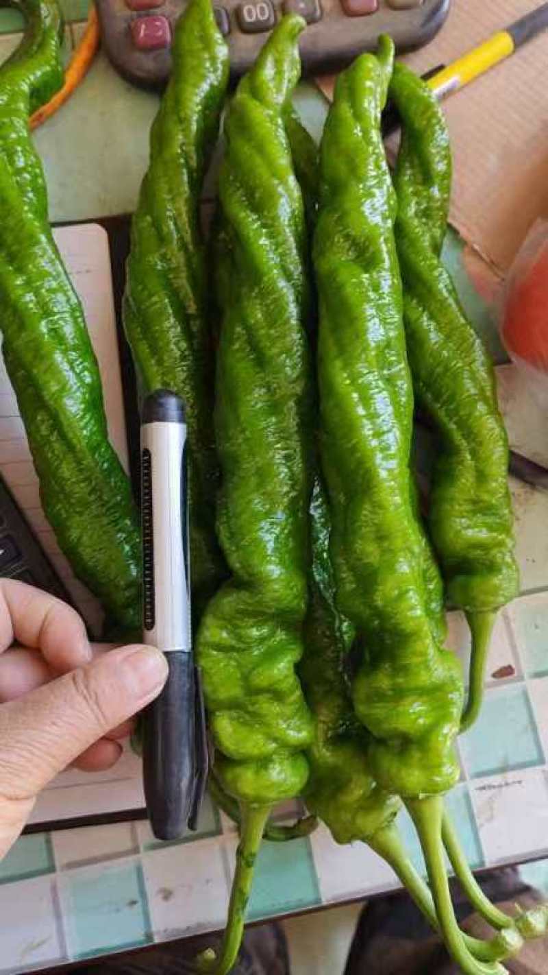 螺丝椒大量上市，面对全国各大小客商，需要电联详谈