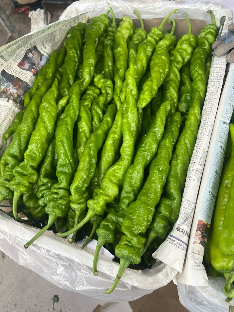 螺丝椒大量上市，面对全国各大小客商，需要电联详谈