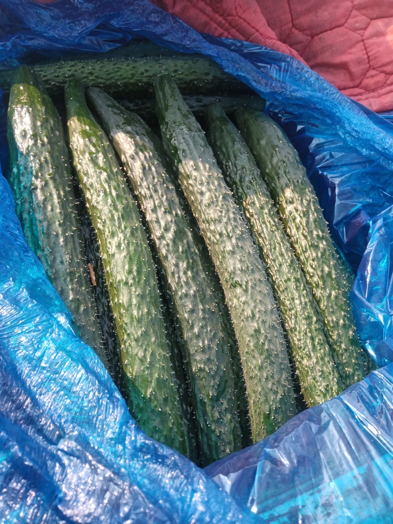 密刺黄瓜大量供应，代收代发，商超，加工厂，电商