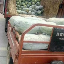白冬瓜大量上市，长条型，质量好，整车发货